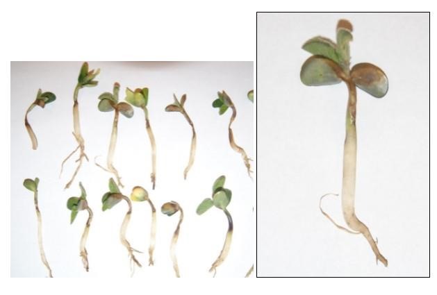 Soybean Seedling Issues – A Perfect Storm